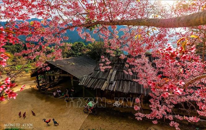 Hoa Mai anh đào nở rộ trên các bản làng người Mông, xã Mường Lống. Ảnh: TTXVN phát