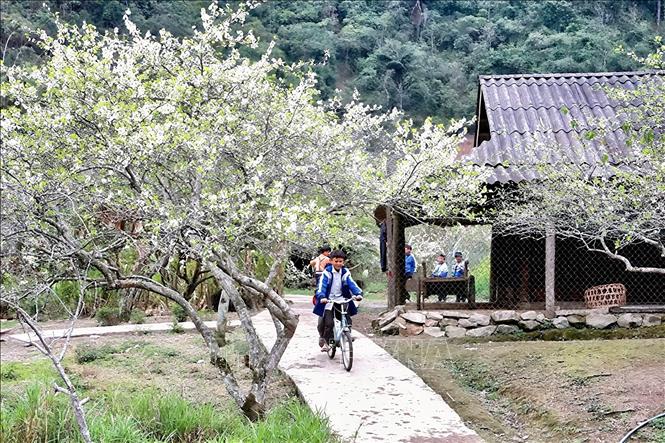 Du lịch cộng đồng Mường Lống nổi bật với mai anh đào nở rộ, trải nghiệm săn mây, khám phá bản làng, thưởng thức ẩm thực địa phương (gà đen, mận tam hoa) và lưu trú tại các homestay bản địa. Ảnh: TTXVN phát