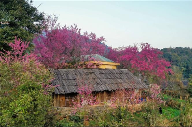 Hoa Mai anh đào nở rộ trên các bản làng người Mông, xã Mường Lống. Ảnh: TTXVN phát