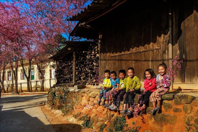 Du lịch cộng đồng Mường Lống nổi bật với mai anh đào nở rộ, trải nghiệm săn mây, khám phá bản làng, thưởng thức ẩm thực địa phương (gà đen, mận tam hoa) và lưu trú tại các homestay bản địa. Ảnh: TTXVN phát