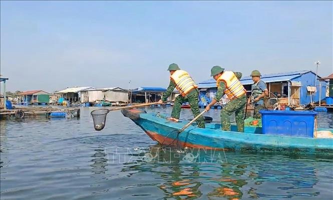 Lực lượng chức năng hỗ trợ người dân thu gom cá chết trong bè nuôi và trên sông Chà Và, xã Long Sơn. Ảnh: Hoàng Nhị - TTXVN