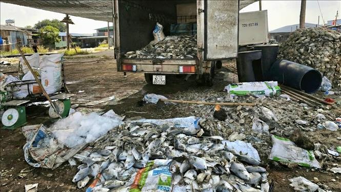 Số cá chết được Công ty TNHH Phúc Lộc thu mua, chế biến làm bột cá, góp phần hỗ trợ người nuôi trồng thủy sản giảm bớt khó khăn trong giai đoạn hiện nay. Ảnh: Hoàng Nhị - TTXVN