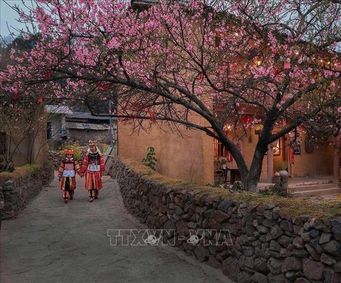 Cherry blossom season lasts from late December to March in Lung Cu. VNA/Photo by courtesy