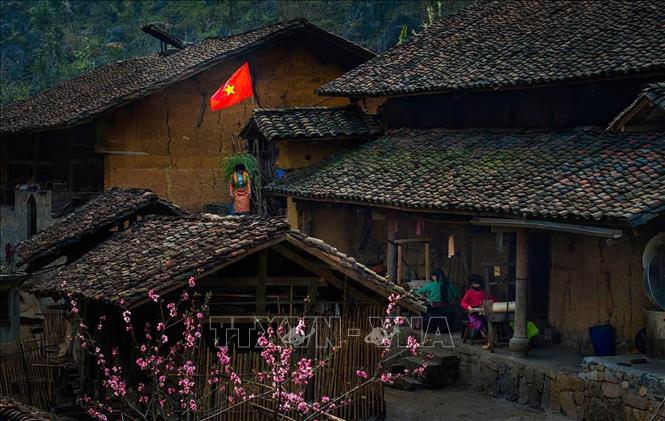 The beauty of Lung Cu during the cherry blossom season, lasting from late December to March. VNA/Photo by courtesy