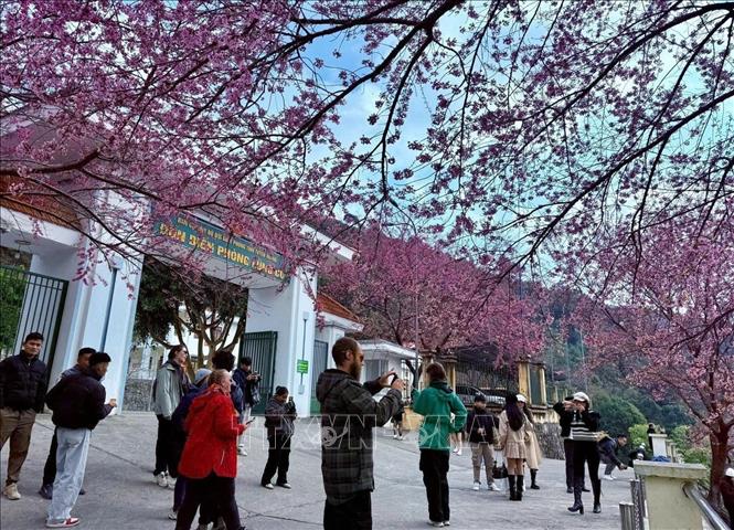 Cherry blossom season, lasting from late December to March, attracts visitors to Lung Cu. VNA/Photo by courtesy