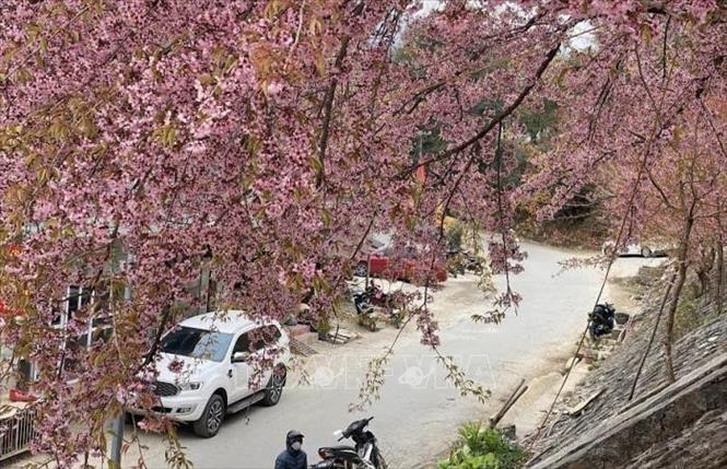Cherry blossom season, lasting from late December to March, attracts visitors to Lung Cu. VNA/Photo by courtesy