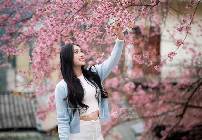 A tourist checks in with cherry blossom in Lung Cu. VNA/Photo by courtesy