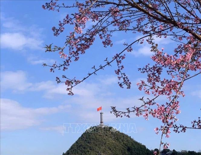 Lung Cu flagpole in the cherry blossom season. VNA/Photo by courtesy