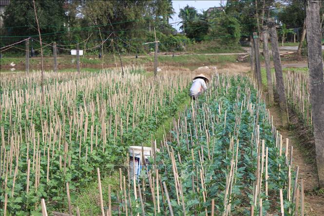 Người dân Huế tất bật trồng hoa Tết sau lũ. Ảnh: Mai Trang - TTXVN