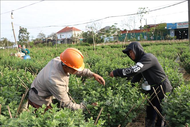 Người dân Huế tất bật trồng hoa Tết sau lũ. Ảnh: Mai Trang - TTXVN 