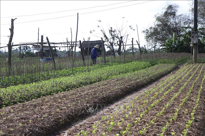 Vườn hoa Tết tại phường Dương Nỗ, thành phố Huế. Ảnh: Mai Trang - TTXVN