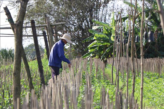 Người dân Huế tất bật trồng hoa Tết sau lũ. Ảnh: Mai Trang - TTXVN