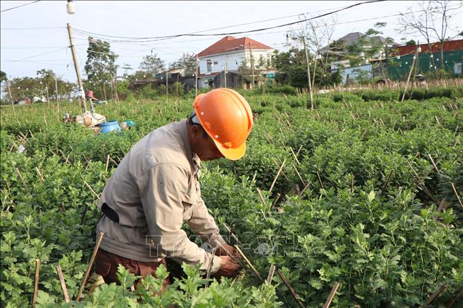 Người dân Huế tất bật trồng hoa Tết sau lũ. Ảnh: Mai Trang - TTXVN