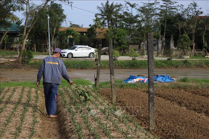Người dân Huế chăm sóc các luống hoa Tết. Ảnh: Mai Trang - TTXVN