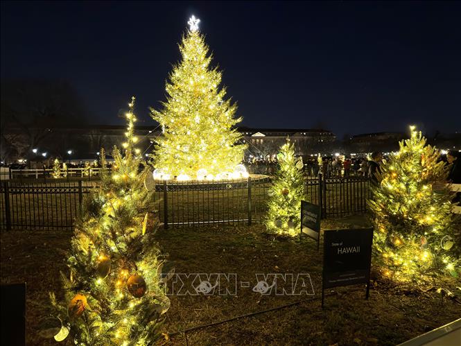 Các cây thông được thắp sáng vào khoảng lúc hoàng hôn mỗi tối. Ảnh: Ngọc Quang – PV TTXVN tại Mỹ