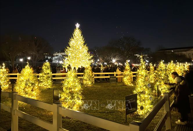 Khu vực xung quanh trưng bày 59 cây thông nhỏ, đại diện cho 50 bang, Đặc khu Washington DC, 5 vùng lãnh thổ hải ngoại, hệ thống giáo dục người bản địa, hệ thống giáo dục dành cho con em quân nhân và đại diện đặc biệt của chương trình America250. Ảnh: Ngọc Quang – PV TTXVN tại Mỹ