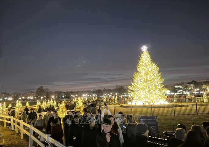 Quá trình chuẩn bị cho cây thông bắt đầu từ đầu tháng 11, bao gồm vận chuyển, dựng cây, lắp đặt hệ thống chiếu sáng và trang trí. Ảnh: Ngọc Quang – PV TTXVN tại Mỹ