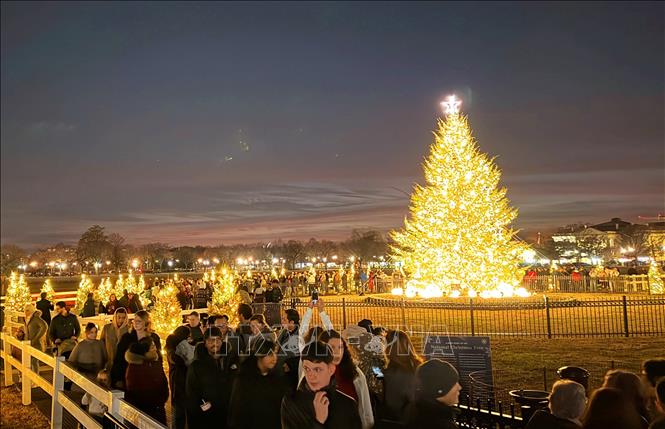 \Quá trình chuẩn bị cho cây thông bắt đầu từ đầu tháng 11, bao gồm vận chuyển, dựng cây, lắp đặt hệ thống chiếu sáng và trang trí. Ảnh: Ngọc Quang – PV TTXVN tại Mỹ