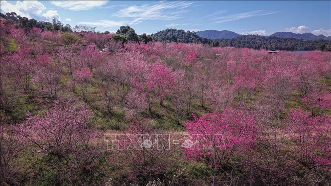 Mùa hoa anh đào trên đảo hoa mang đến diện mạo mới cho du lịch xã Mường Phăng, tỉnh Điện Biên. Ảnh: Xuân Tư - TTXVN