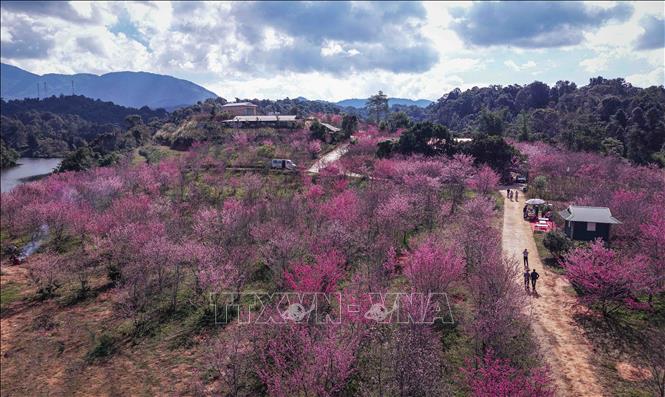 Nhìn từ trên cao, đảo hoa được nhuộm một màu hồng của hoa anh đào. Ảnh: Xuân Tư - TTXVN