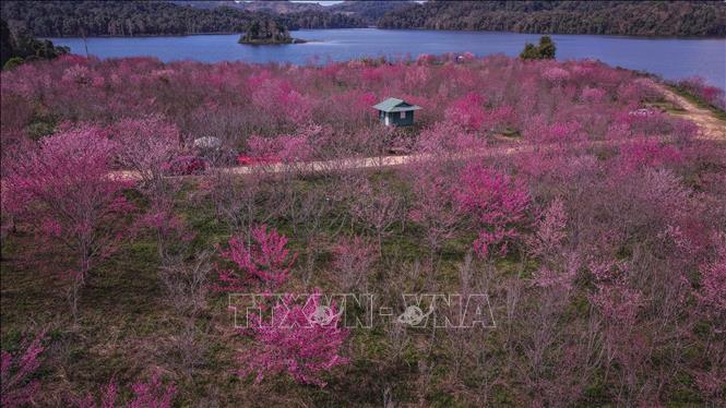 Vườn hoa anh đào khoe sắc, làm bừng sáng cảnh sắc hồ Pá Khoang những ngày đầu năm. Ảnh: Xuân Tư - TTXVN