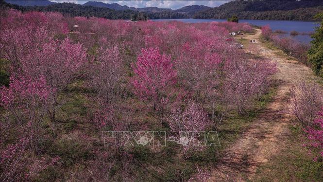 Những lối mòn uốn lượn giữa vườn hoa dẫn du khách khám phá đảo hoa Pá Khoang. Ảnh: Xuân Tư - TTXVN