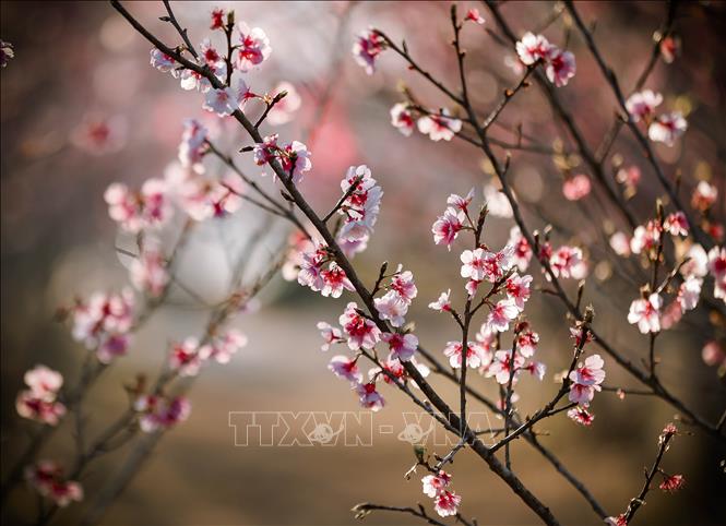 Những bông hoa anh đào khoe sắc trong nắng chiều. Ảnh: Xuân Tư - TTXVN