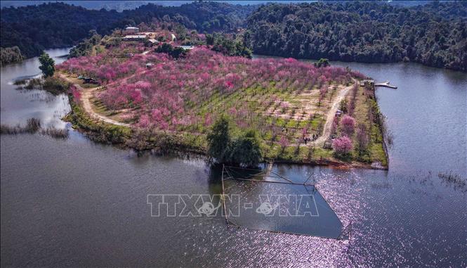 Sắc hồng của hoa anh đào nổi bật trên nền xanh của cỏ cây, núi rừng bao quanh hồ Pá Khoang. Ảnh: Xuân Tư - TTXVN