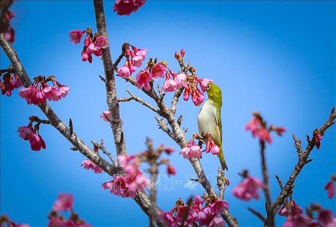 Một chú chim nhỏ đậu trên cành anh đào, cần mẫn hút mật giữa rừng hoa đang vào độ nở rộ. Ảnh: Xuân Tư - TTXVN