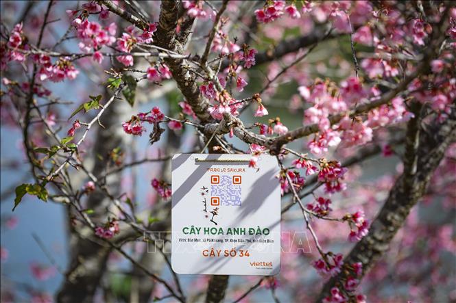 Những cây anh đào Sakura được gắn mã QR. Ảnh: Xuân Tư - TTXVN