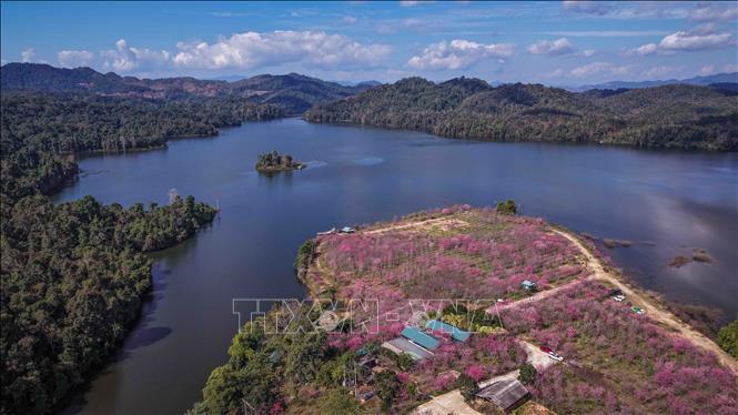 Nhìn từ trên cao, đảo hoa hiện lên như một dải lụa hồng mềm mại, nổi bật giữa mặt hồ xanh biếc của hồ Pá Khoang. Ảnh: Xuân Tư - TTXVN
