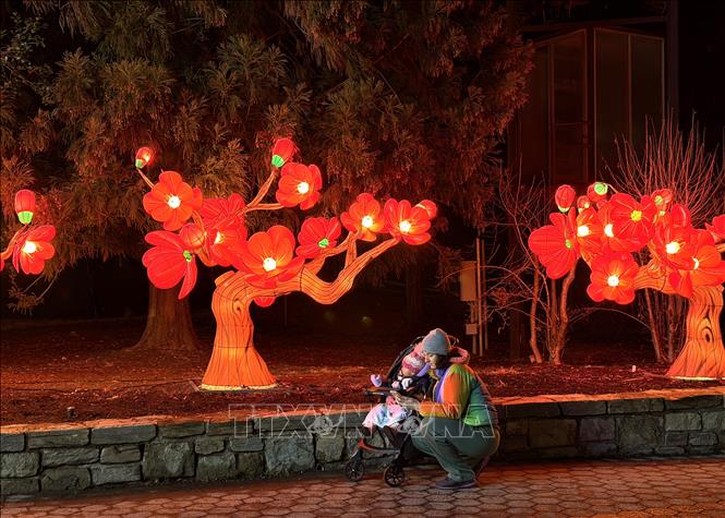 Hoa anh đào – biểu tượng của Washington DC tỏa sáng tại ZooLights. Ảnh: Ngọc Quang - PV TTXVN tại Mỹ