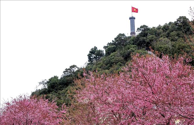 Cột cờ Lũng Cú nổi bật trên nền sắc hồng hoa mai anh đào đầu xuân. Ảnh: Minh Tâm-TTXVN
