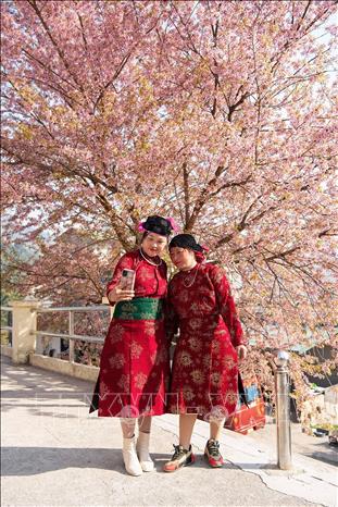 Phụ nữ dân tộc Mông ở Lũng Cú ghi lại khoảnh khắc xuân về bên hoa mai anh đào. Ảnh: Minh Tâm-TTXVN