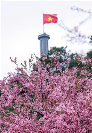 Cột cờ Lũng Cú nổi bật trên nền sắc hồng hoa mai anh đào đầu xuân. Ảnh: Minh Tâm-TTXVN