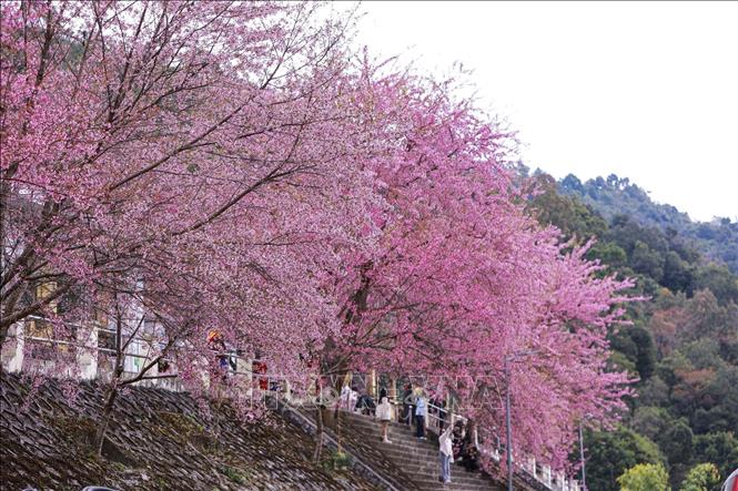 Du khách ghi lại khoảnh khắc xuân về bên hoa mai anh đào ở xã Lũng Cú, tỉnh Tuyên Quang. Ảnh: Minh Tâm-TTXVN