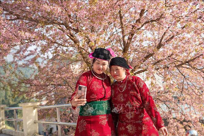 Thiếu nữ dân tộc Mông lưu giữ khoảnh khắc mùa xuân dưới tán mai anh đào Lũng Cú. Ảnh: Minh Tâm-TTXVN