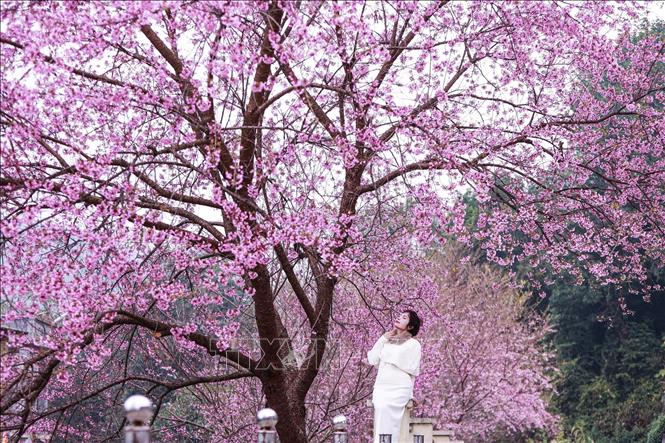 Du khách thả hồn giữa mùa hoa mai anh đào trên Cao nguyên đá Đồng Văn. Ảnh: Minh Tâm-TTXVN