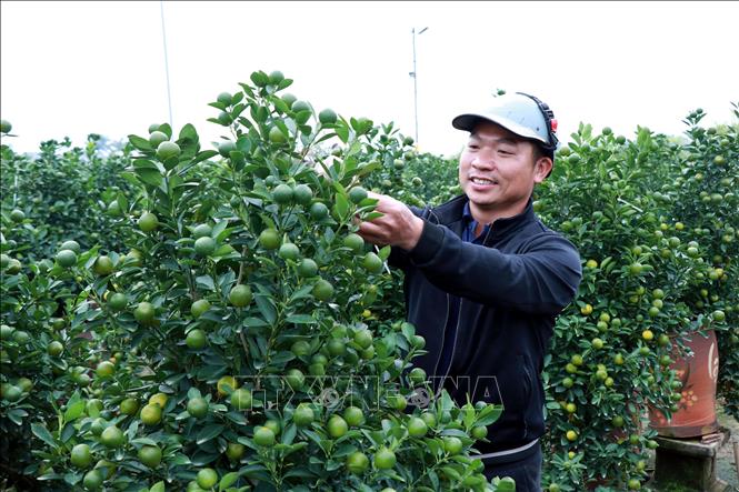 Điều chỉnh dáng cho cây quất cân đối. Ảnh: Nguyễn Lành - TTXVN 