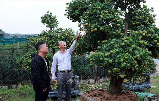 Nhiều người sành cây đi chọn quất ở các nhà vườn ở phường Vị Khê (Ninh Bình) từ rất sớm. Ảnh: Nguyễn Lành - TTXVN 