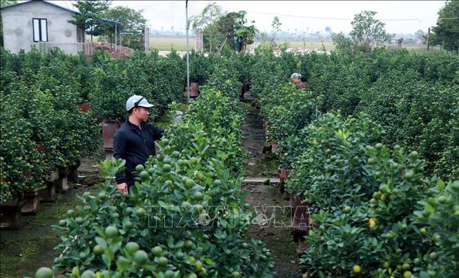 Người dân tích cực chỉnh dáng, chăm sóc để quất chín đúng độ Tết. Ảnh: Nguyễn Lành - TTXVN 