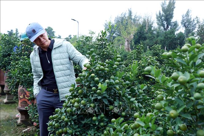 Người dân đến các nhà vườn ở phường Vị Khê (Ninh Bình) để lựa chọn quất. Ảnh: Nguyễn Lành - TTXVN 