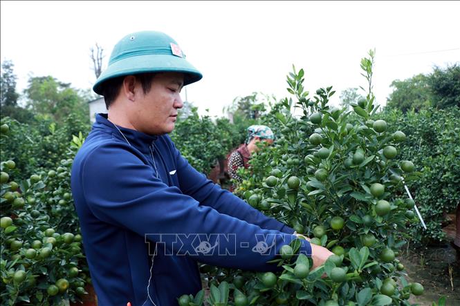 Người trồng tích cực điều chỉnh dáng quất. Ảnh: Nguyễn Lành - TTXVN 