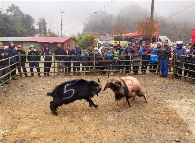 Chọi dê - sản phẩm du lịch mới được ra mắt tại Lũng Cú (Tuyên Quang). Ảnh: TTXVN phát