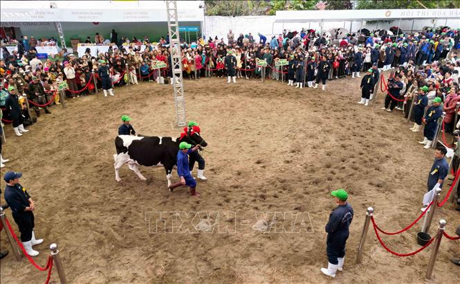 Hội thi hoa hậu bò sữa Mộc Châu năm 2026. Ảnh: Quang Quyết - TTXVN