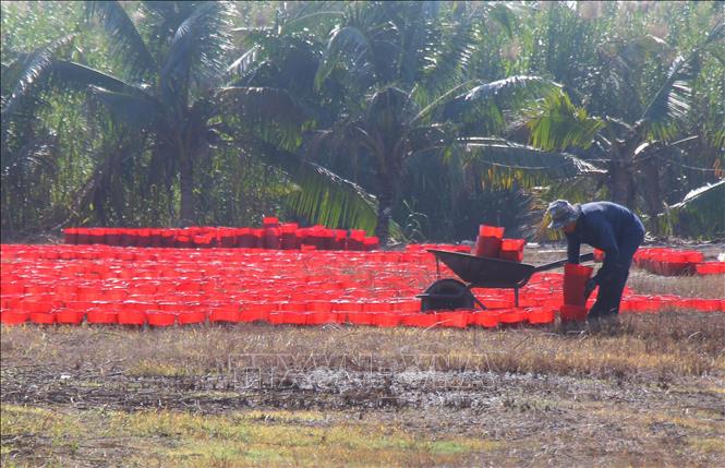 Nông dân xã Nhơn Ái, thành phố Cần Thơ chuẩn bị chậu xuống giống hoa kiểng phục vụ Tết. Ảnh: Duy Khương – TTXVN
