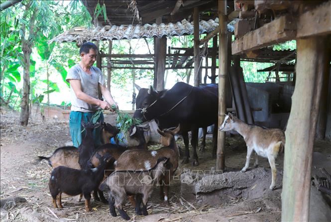 Người dân xã biên giới Nhôn Mai (tỉnh Nghệ An) đầu tư kinh phí, xây dựng hệ thống chuồng trại và đa dạng loại gia súc, vật nuôi phát triển kinh tế theo mô hình theo hướng quy mô, hiện đại, tập trung. Ảnh: Xuân Tiến - TTXVN 