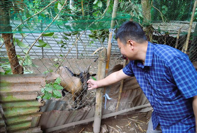 Người dân bản Huồi Xá (xã Nhôn Mai, tỉnh Nghệ An) chăm sóc đàn Dê của gia đình. Ảnh: Xuân Tiến - TTXVN 