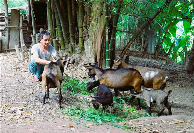 Nhiều mô hình chăn nuôi gia súc phù hợp với đặc điểm tự nhiên, khí hậu vùng miền, nhu cầu địa phương đã được người dân vùng chịu ảnh hưởng thiên tai cực đoan lựa chọn để phát triển sinh kế gia đình. Ảnh: Xuân Tiến - TTXVN 
