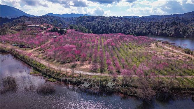 From above, the cherry blossom trees are grown in rows, harmonizing with the natural landscape of Pa Khoang reservoir. VNA Photo: Xuân Tư